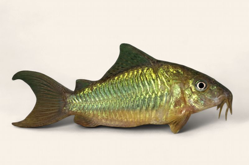Brochis splendens (Green Cory)