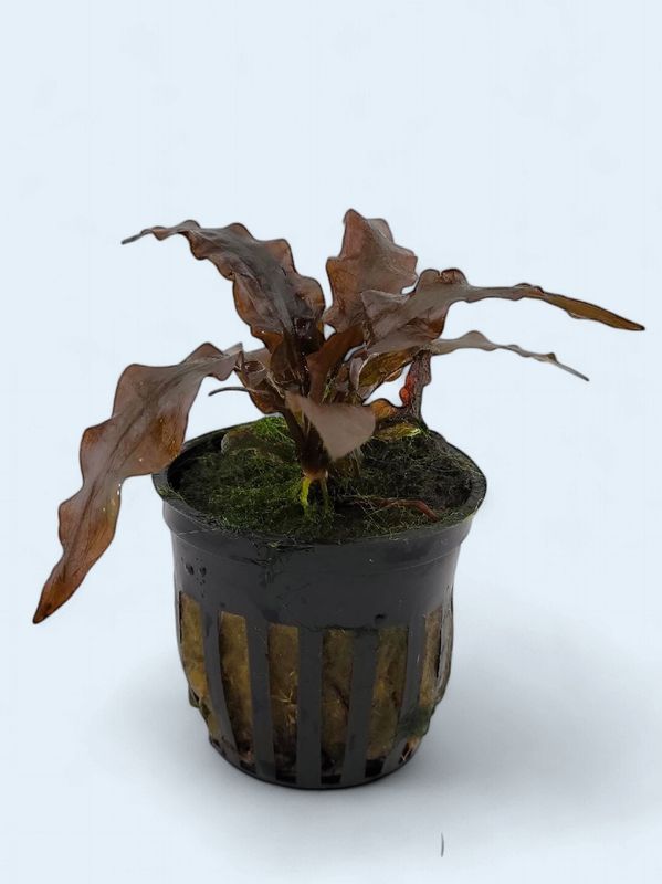 Cryptocoryne Wendtii Red
