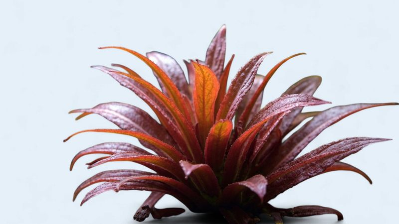 Cryptocoryne Wendtii Red