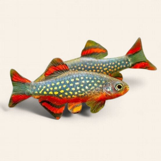 Celestial Pearl Danio