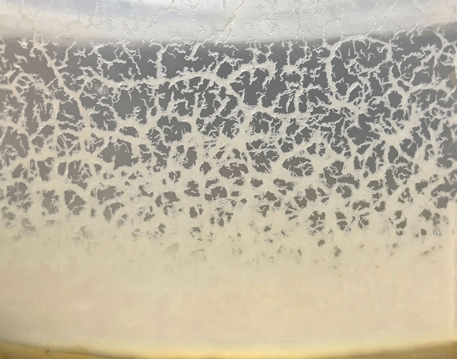 Microworm Culture