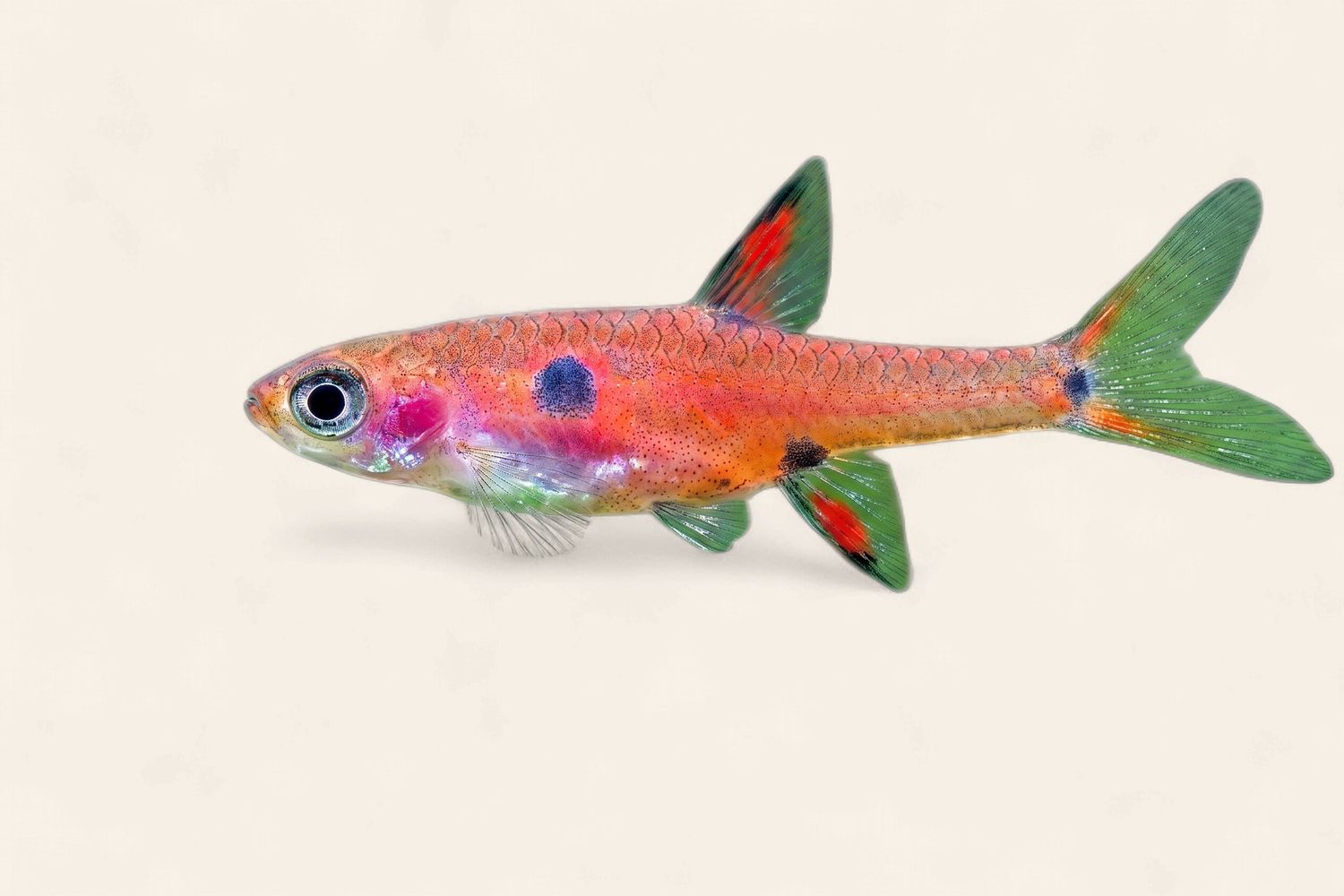 Spotted Dwarf Rasbora