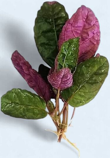 Hemigraphis colorata (Green Scarlet Leaf)