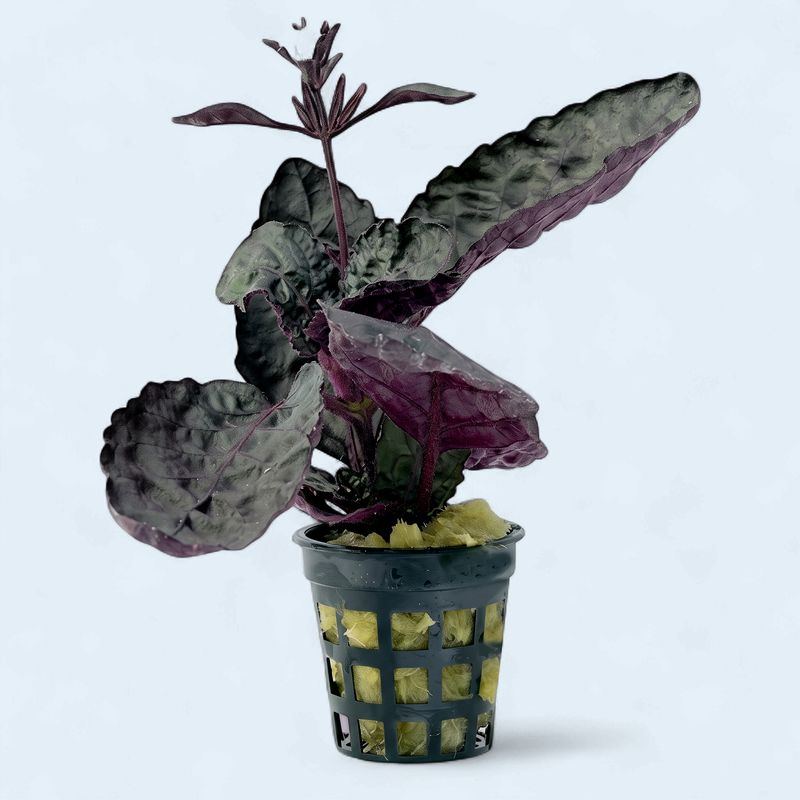 Hemigraphis colorata (Green Scarlet Leaf)