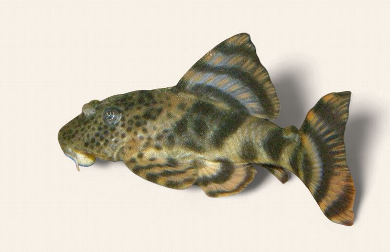 LDA078 Peckoltia brevis