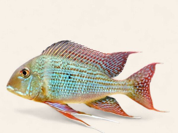 Redstriped eartheater