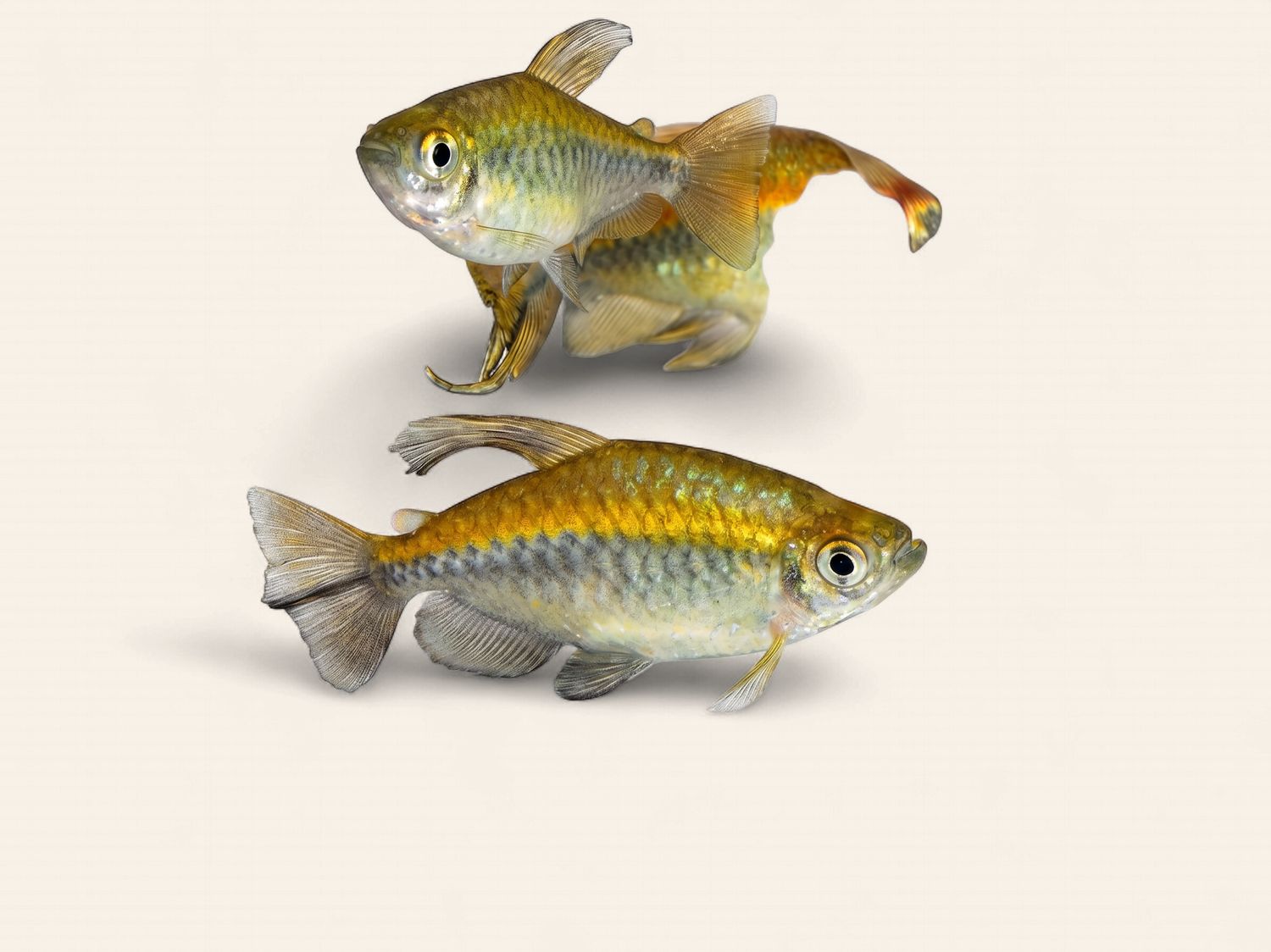 Congo Tetra