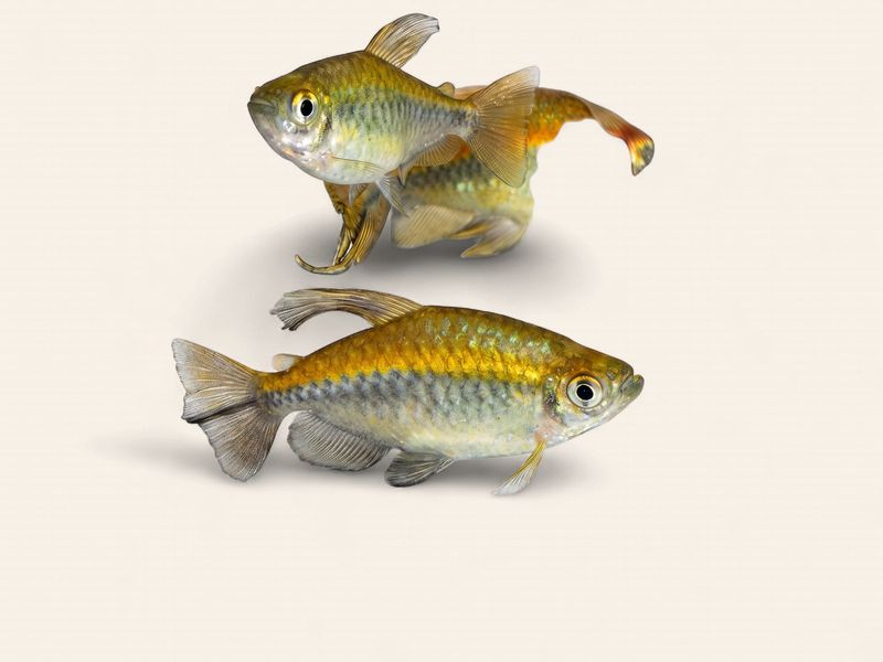 Congo Tetra
