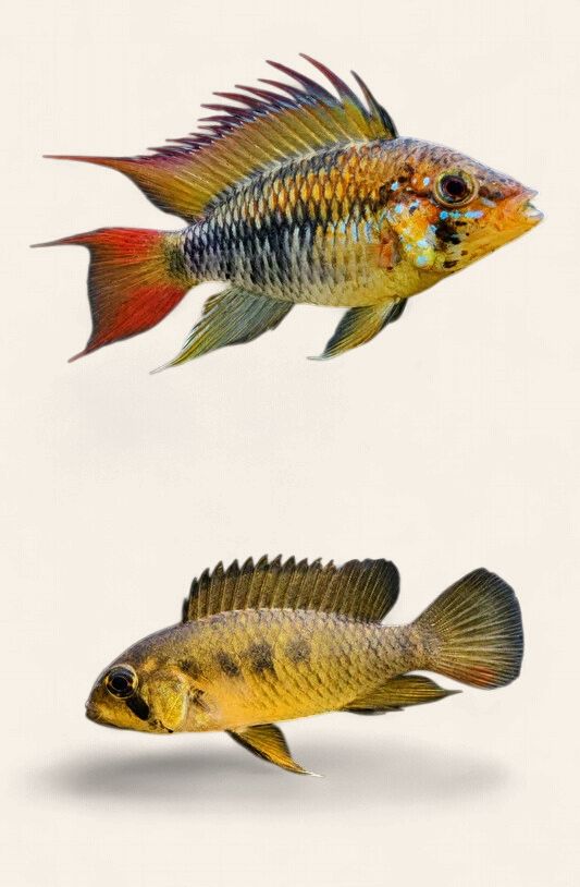 Apistogramma macmasteri(Red neck viejita) - Pair