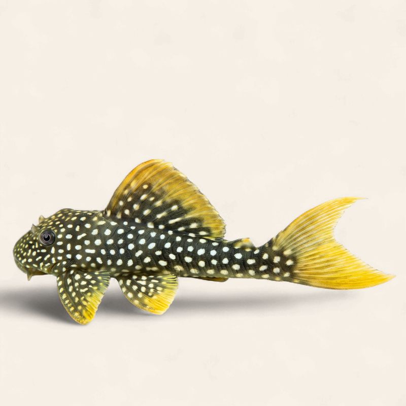 Goldie/Sunshine Pleco L014