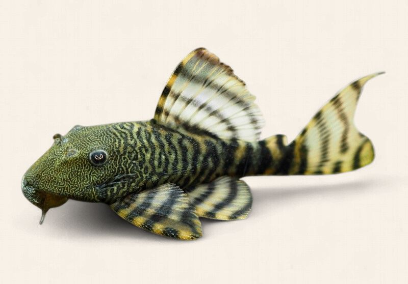 Iquitos Tiger Pleco (L226)