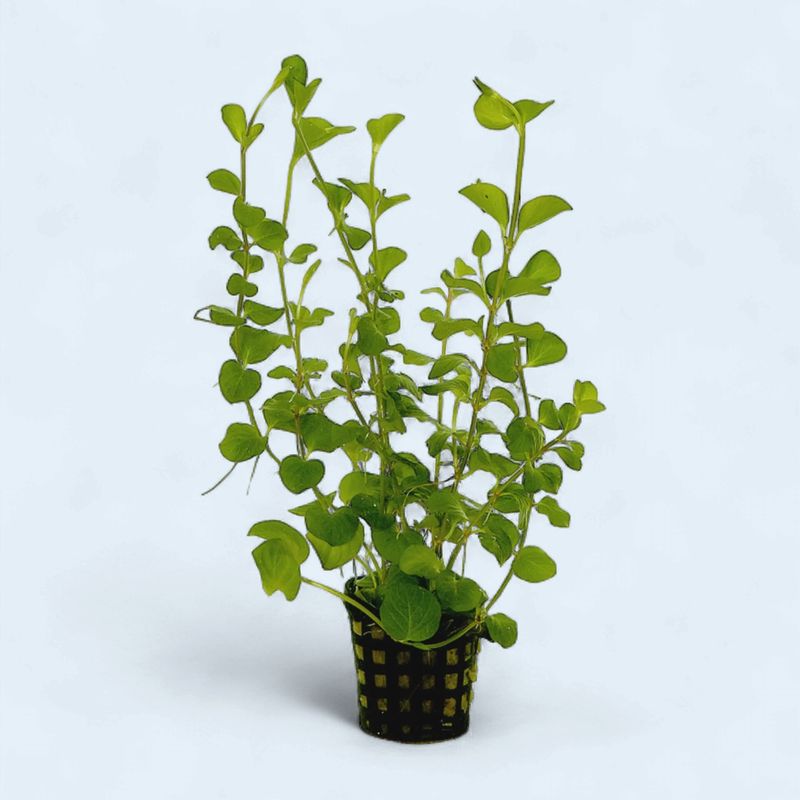 Lysimachia Nummularia (Moneywort)