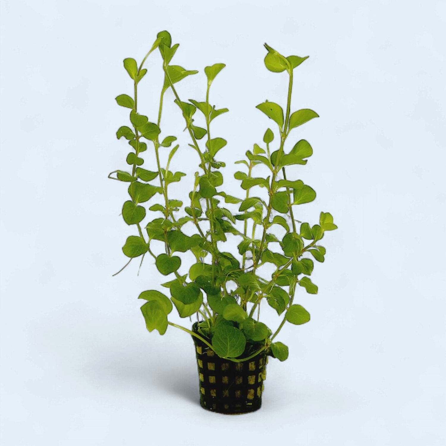 Lysimachia Nummularia (Moneywort)