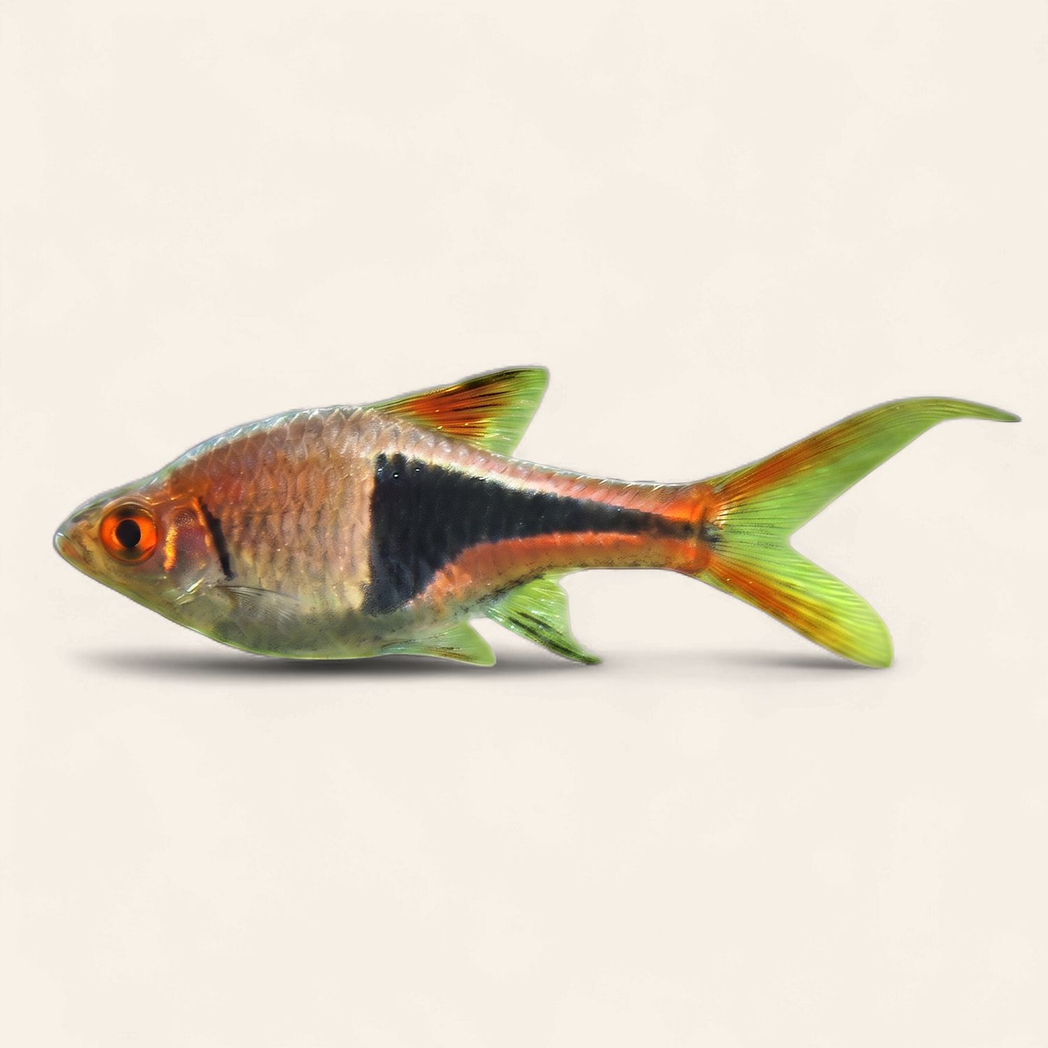 Harlequin Rasbora