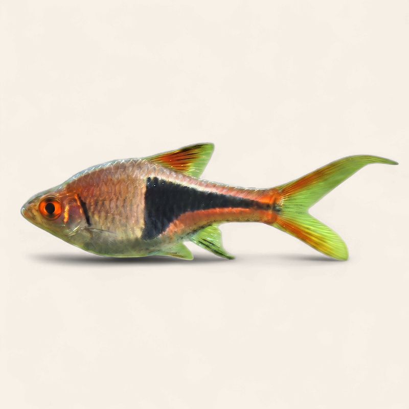 Harlequin Rasbora