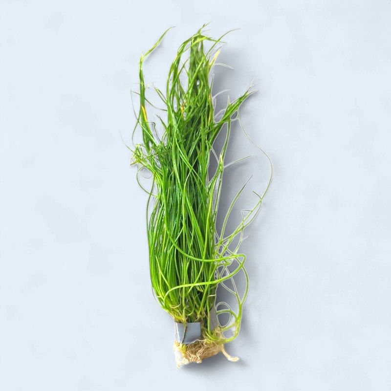 Lilaeopsis Brasilinesis  (Brasiliensis Chain Sword)