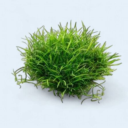 Lilaeopsis Brasilinesis  (Brasiliensis Chain Sword)