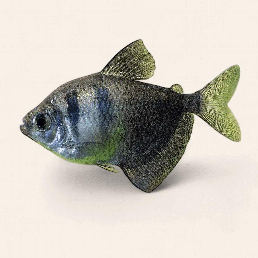 Black Widow Tetra