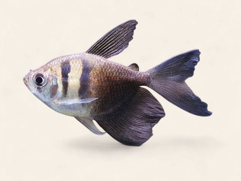 Black Widow Tetra