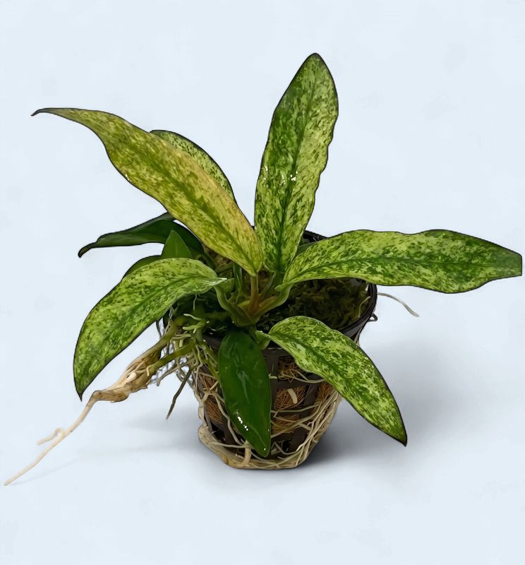 Anubias Minima Variegated