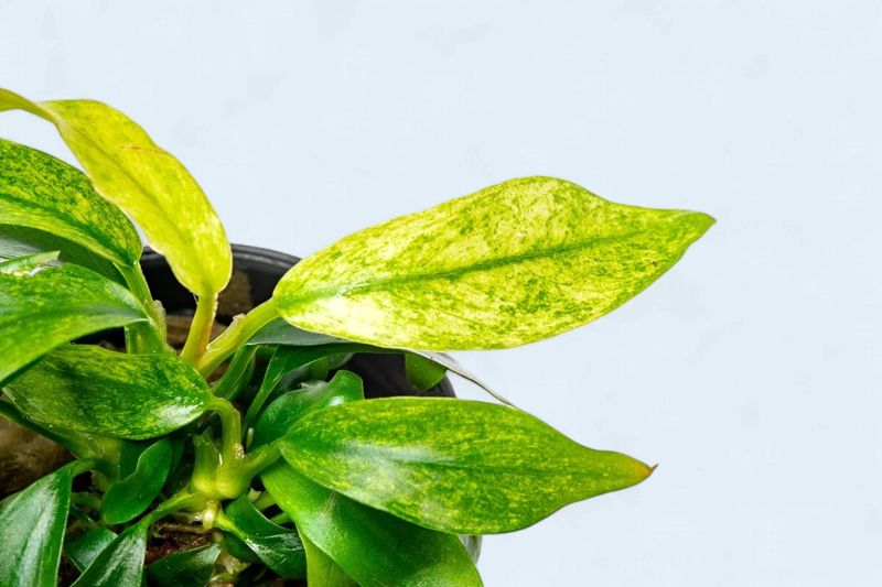Anubias Minima Variegated