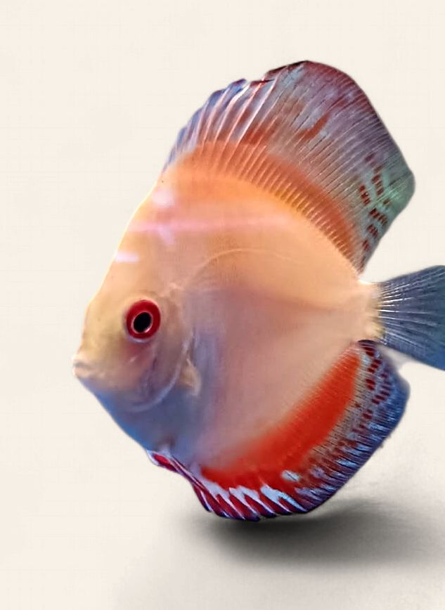 Discus - Panda 9cm