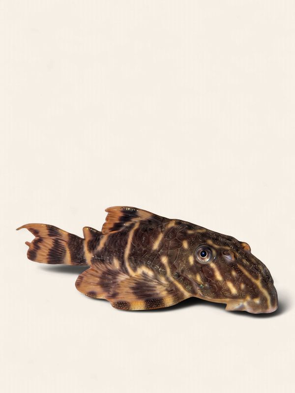 L104 Clown Pleco