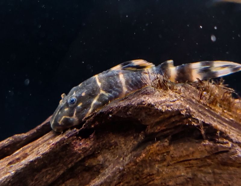 L104 Clown Pleco