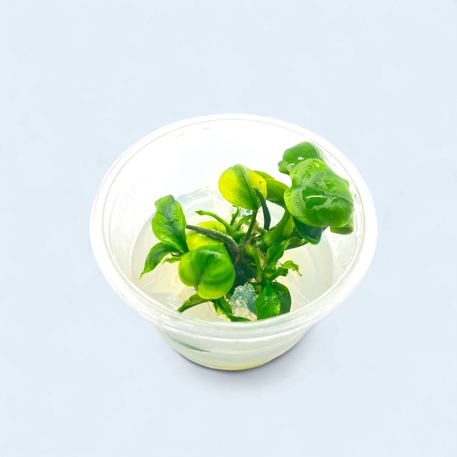 Anubias Nana "Golden Coin" Tissue Culture