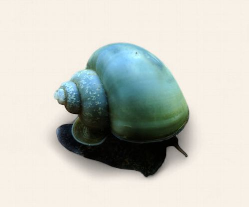 Blue Mystery Snail