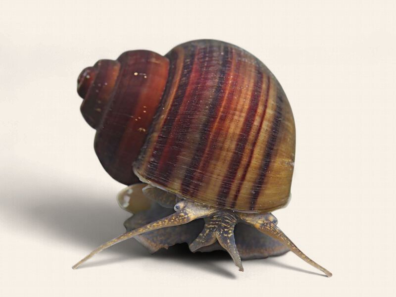 Brown Mystery Snail