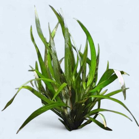 Hygrophila angustifolia (Willow Hygro)