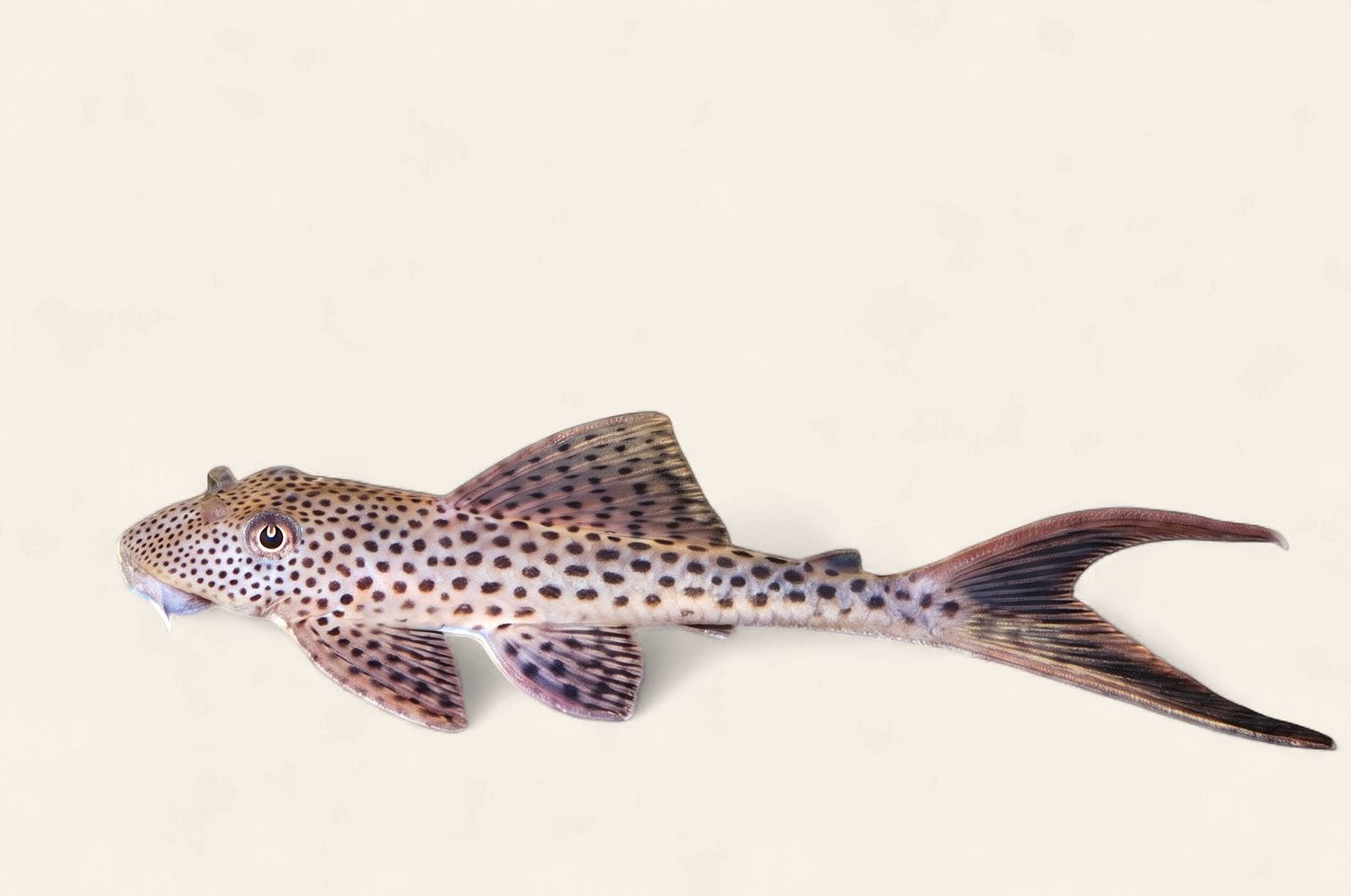 Red Fin Thresher Pleco L116