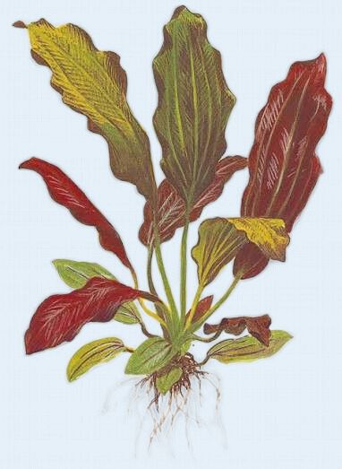 Echinodorus Barthii (Red Melon Sword)