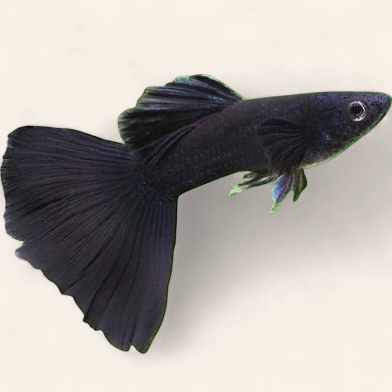 Guppy - Full Black