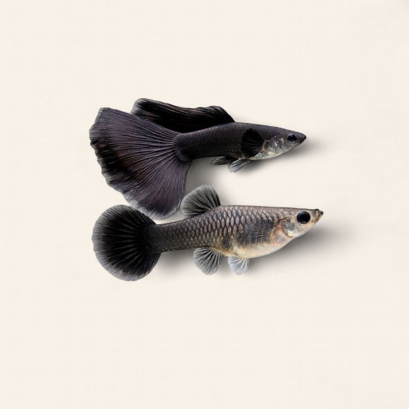 Guppy - Full Black