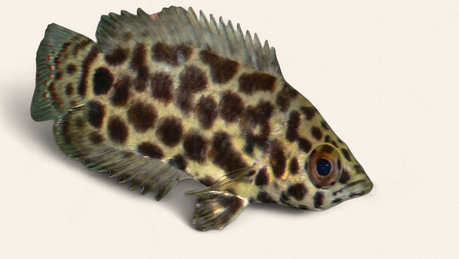 Leopard Bush Fish/Spotted Climbing Gourami