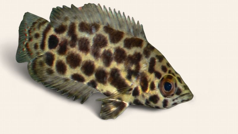 Leopard Bush Fish/Spotted Climbing Gourami