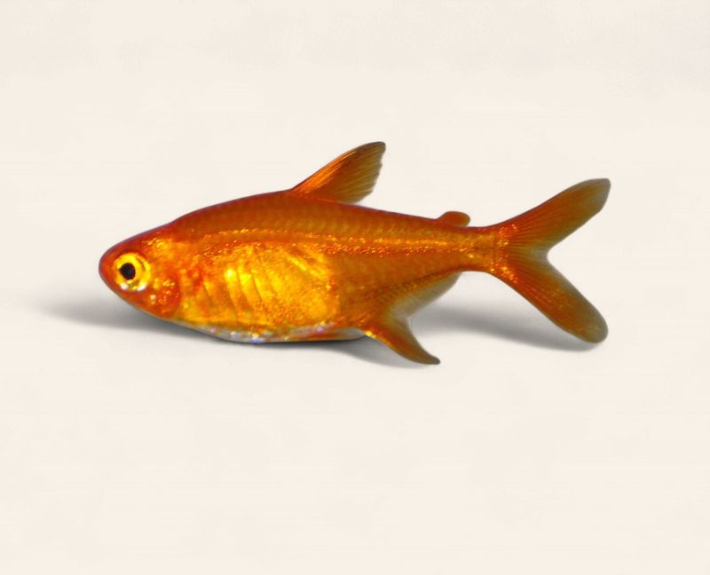 Ember Tetra