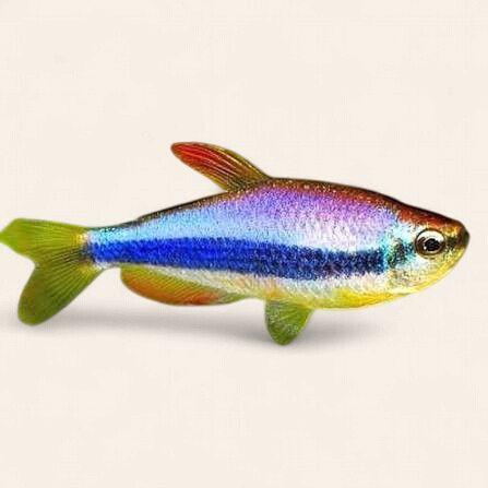 Blue Emperor Tetra