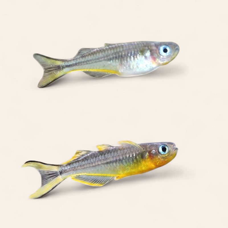 Furcata (Forktail) Rainbow