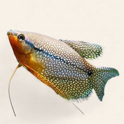 Pearl Gourami