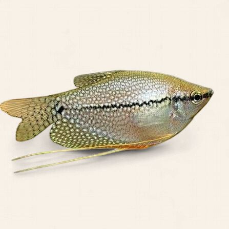 Pearl Gourami