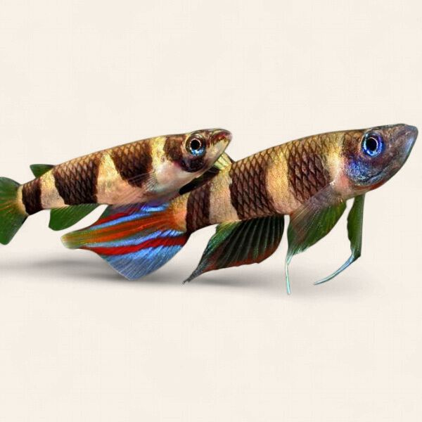 Killifish - Clown Killi