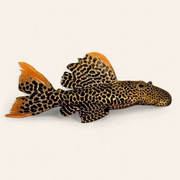 Leopard Cactus Pleco L114
