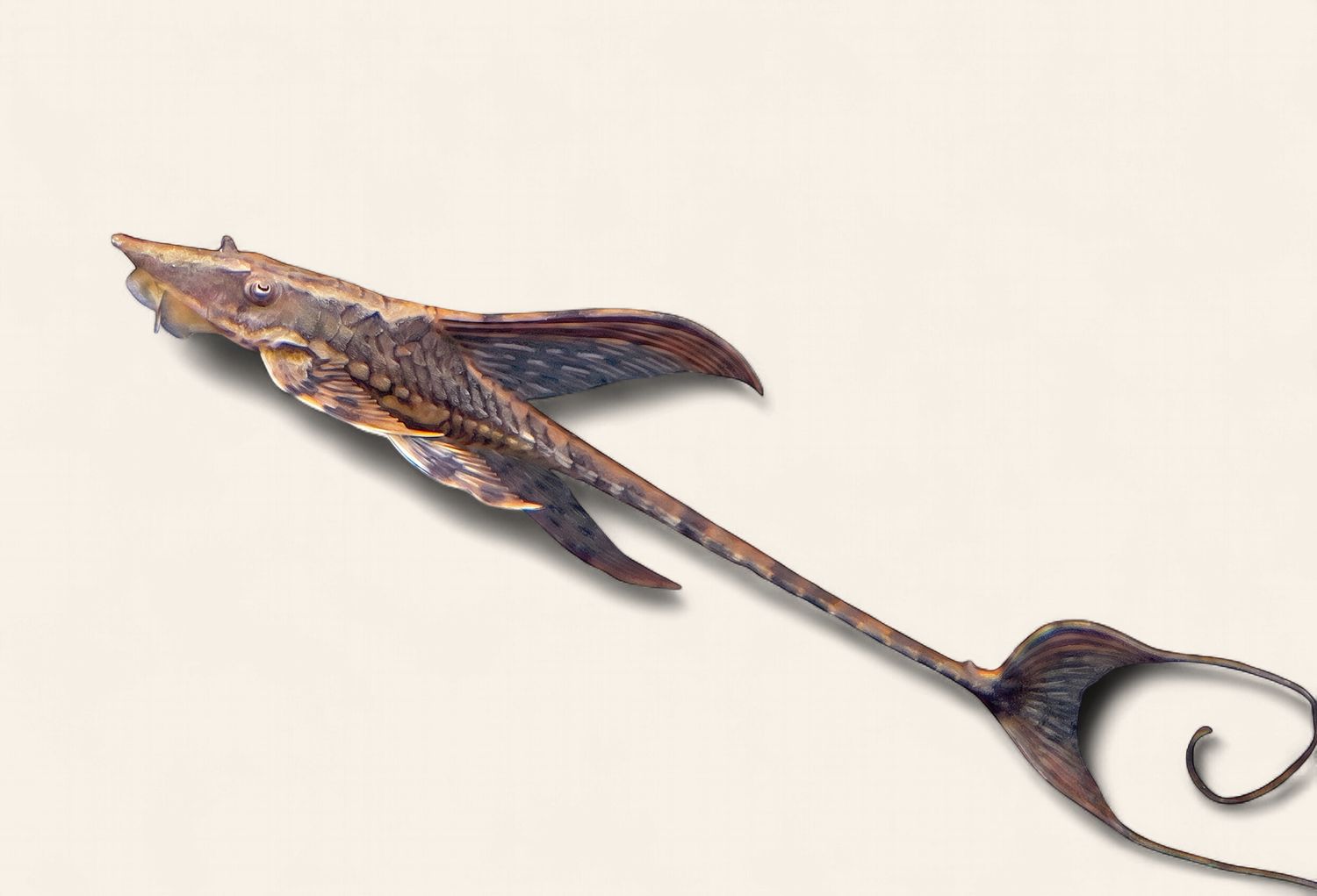 Royal Whiptail