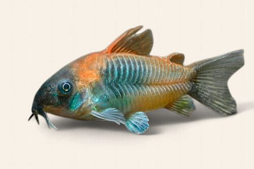 Corydora venezuelanus (VO Cory)