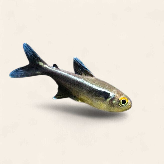 Black Neon Tetra