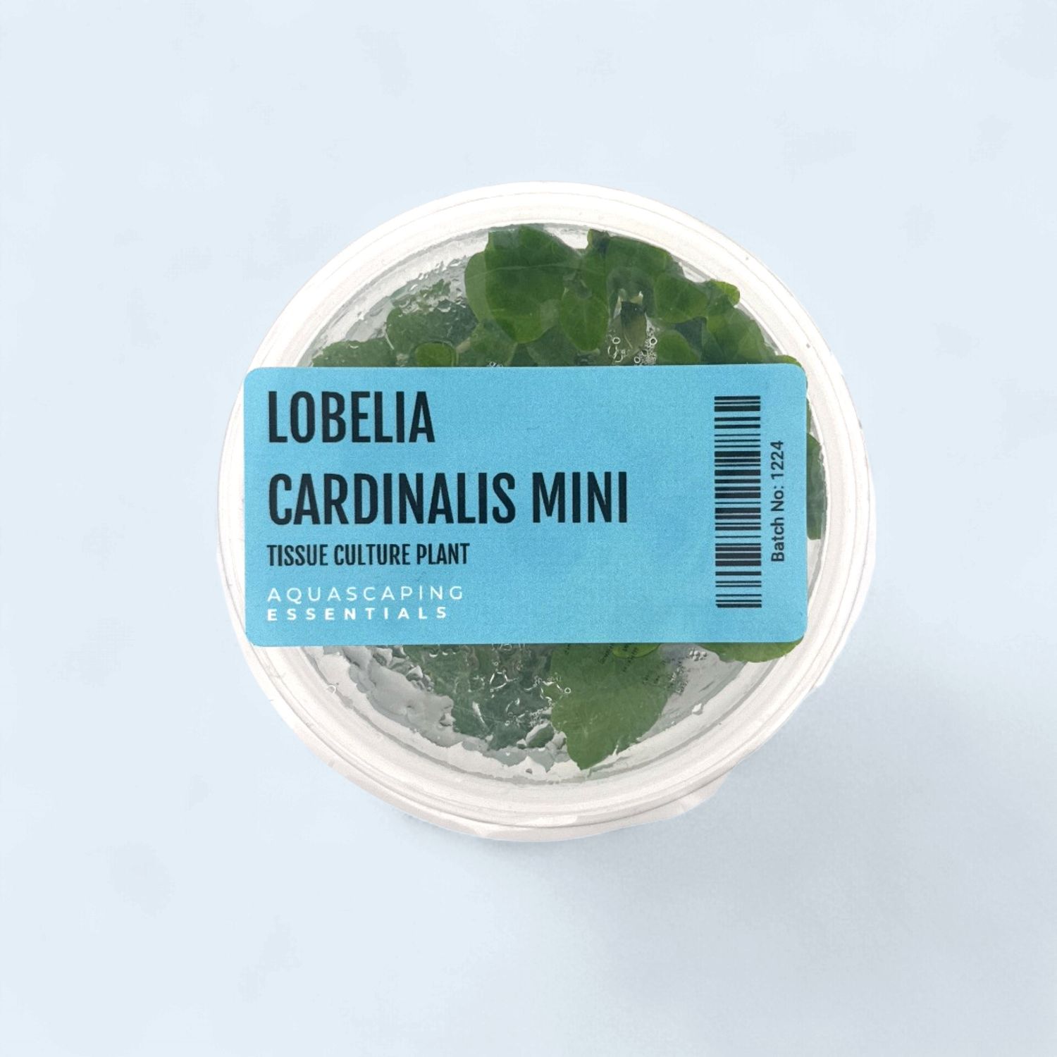 Lobelia Cardinalis Mini Tissue Culture