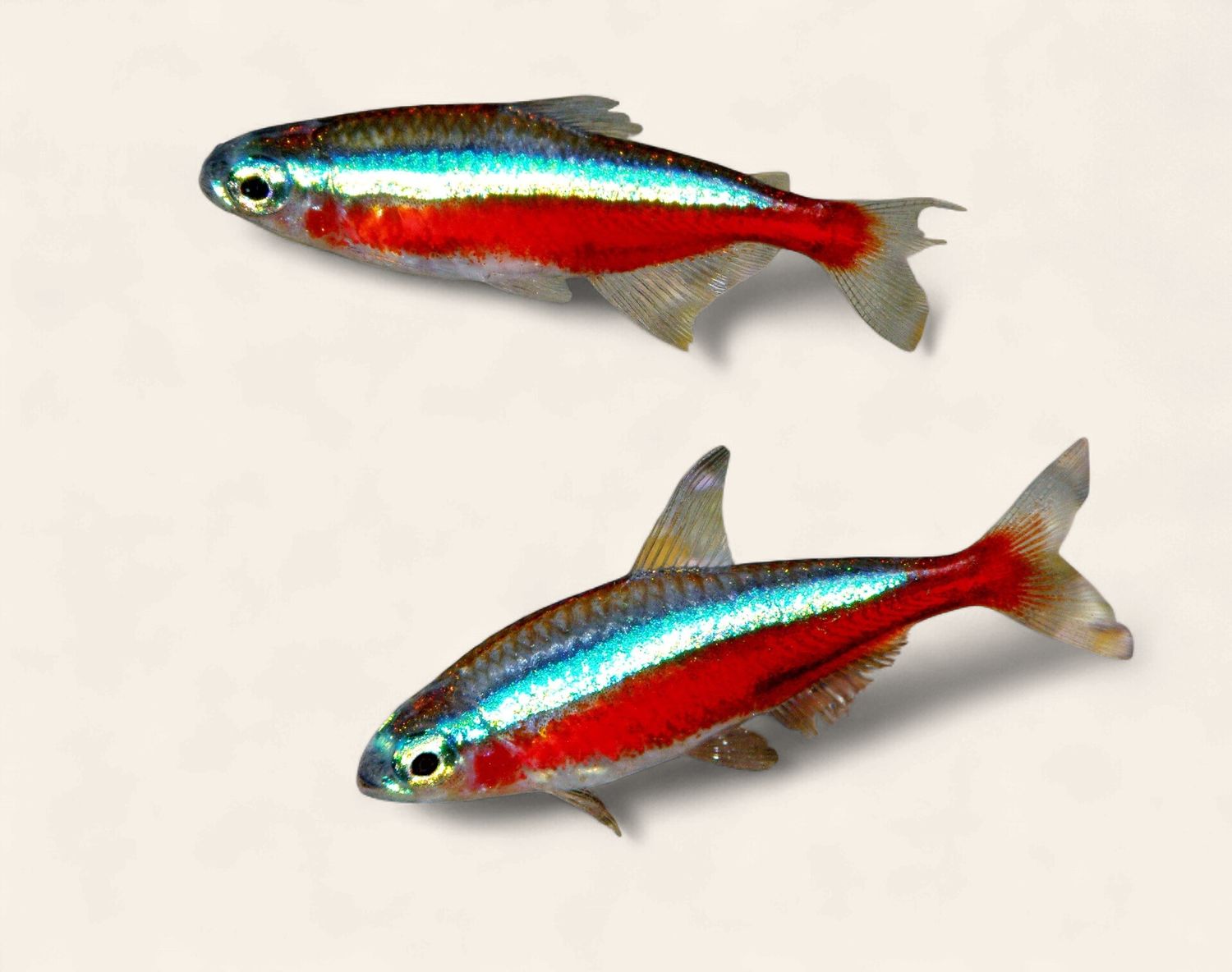 Cardinal Tetra